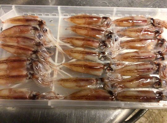 生ホタルイカ