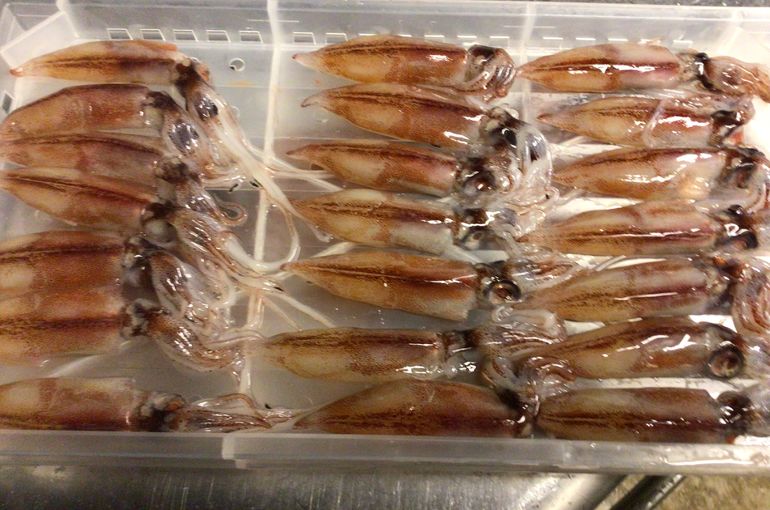 生ホタルイカ