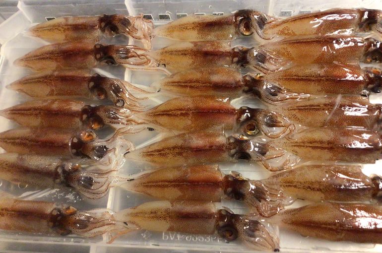生ホタルイカ