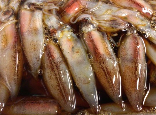 ホタルイカの沖漬け