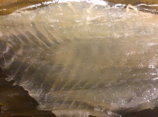 天然平目の昆布〆