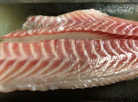 グレの刺身