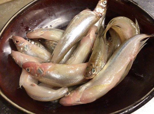 北海道鵡川産本物ししゃも