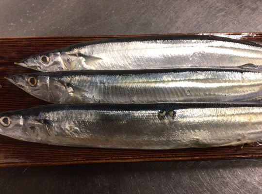 秋刀魚の塩焼き