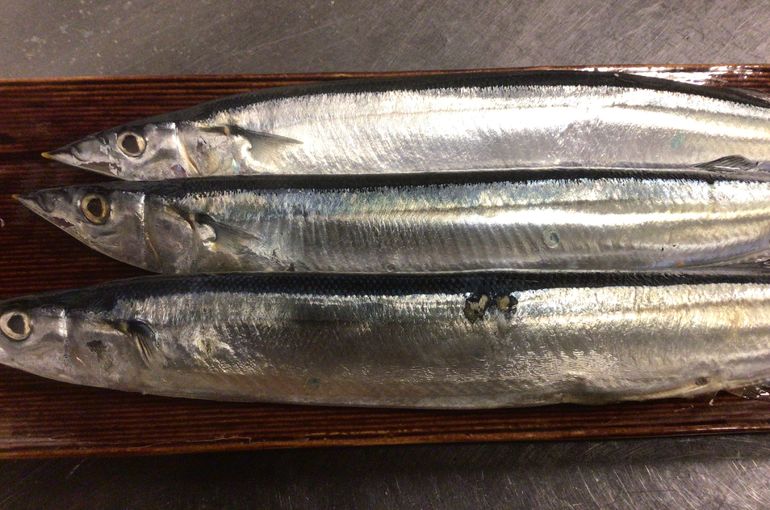 秋刀魚の塩焼き