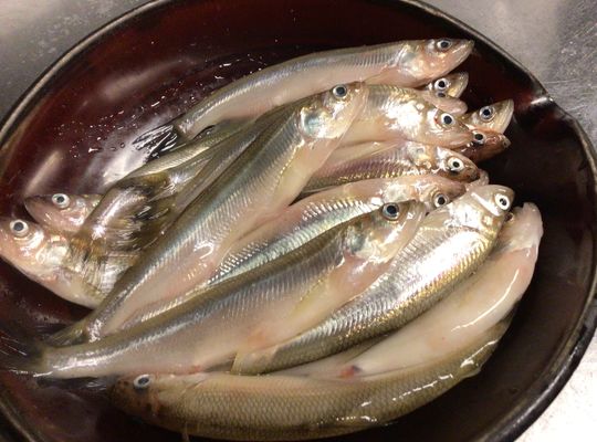 北海道鵡川産天然ししゃも