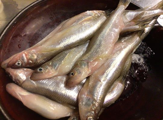 北海道鵡川天然ししゃも