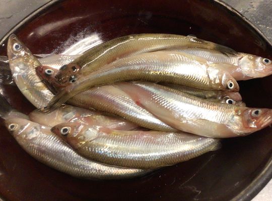 本物ししゃも