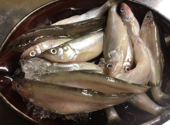 北海道鵡川産本物ししゃも