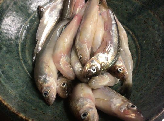 北海道鵡川産本物ししゃも