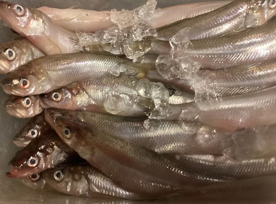 北海道鵡川産天然ししゃも